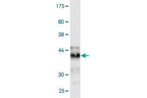 Western Blotting (WB) image for anti-Interferon-Induced Transmembrane Protein 3 (IFITM3) (AA 1-133) antibody (ABIN523806)