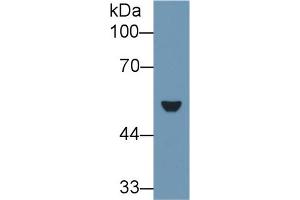 Western Blot; Sample: Rat Lung lysate; Primary Ab: 1µg/ml Rabbit Anti-Rat KRT7 Antibody Second Ab: 0. (Cytokeratin 7 抗体  (AA 394-457))