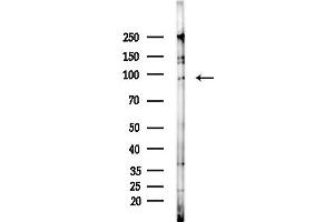 anti-Intercellular Adhesion Molecule 5 (ICAM5) (C-Term) antibody