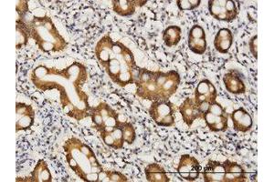 Image no. 1 for anti-CoA Synthase (COASY) (AA 461-565) antibody (ABIN466246) (COASY 抗体  (AA 461-565))