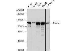 Western blot analysis of extracts of various cell lines, using RP antibody (ABIN7270101) at 1:1000 dilution. (RPAP3 抗体  (AA 17-241))