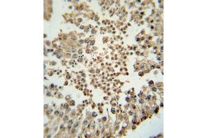 Immunohistochemical staining of formalin-fixed and paraffin-embedded human testis tissue reacted with EZH2 monoclonal antibody  at 1:10-1:50 dilution. (EZH2 抗体)