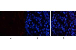 Immunofluorescence analysis of human stomach tissue. (PDGFB 抗体  (AA 30-110))