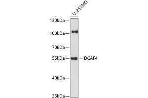 Western blot analysis of extracts of U-251MG cells, using DC antibody (ABIN7266683) at 1:1000 dilution. (DCAF4 抗体  (AA 1-120))