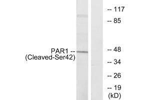 Western blot analysis of extracts from Jurkat cells, using PAR1 (Cleaved-Ser42) antibody. (PAR1 抗体  (Cleaved-Ser42, N-Term))