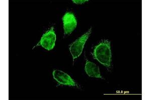 Immunofluorescence (IF) image for anti-Enoyl CoA Hydratase, Short Chain, 1, Mitochondrial (ECHS1) (AA 1-290) antibody (ABIN515146)
