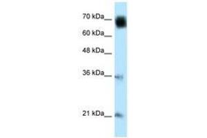 Image no. 1 for anti-Glomulin, FKBP Associated Protein (GLMN) (AA 436-479) antibody (ABIN6741140) (GLMN 抗体  (AA 436-479))