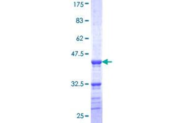 MYBL1 Protein (AA 625-734) (GST tag)