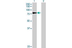 Western Blot analysis of ERCC2 expression in transfected 293T cell line by ERCC2 MaxPab polyclonal antibody. (ERCC2 抗体  (AA 1-760))