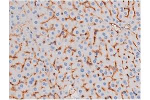 ABIN6267485 at 1/200 staining Mouse liver tissue sections by IHC-P. (IRS1 抗体  (pSer636))