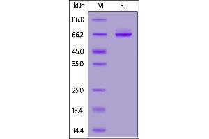 Biotinylated Human Syndecan-1, Fc,Avitag on  under reducing (R) condition. (Syndecan 1 Protein (SDC1) (AA 23-254) (Fc Tag,AVI tag,Biotin))