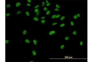 Immunofluorescence (IF) image for anti-Cleavage and Polyadenylation Specific Factor 3, 73kDa (CPSF3) (AA 585-684) antibody (ABIN565650)
