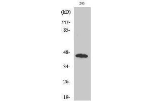 Western Blotting (WB) image for anti-UBA Domain Containing 1 (UBAC1) (Internal Region) antibody (ABIN3175232) (UBAC1 抗体  (Internal Region))