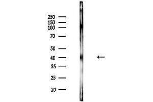 Western blot analysis of lysates from Rat lung, using Phospho-PDHK1 (Tyr243) Antibody at 1/1000 dilution.