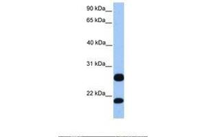 anti-RSRP1 (C-Term) antibody