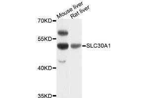 Western blot analysis of extracts of various cell lines, using SLC30A1 antibody. (SLC30A1 抗体)