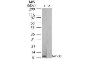 Western Blot of Human MIP 3α (Mouse) Antibody Lane 1: human recombinant MIP-3a Lane 2: mouse recombinant MIP-3a Primary antibody: Human MIP 3α (RAT) Antibody at 0. (CCL20 抗体)