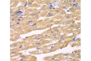 Immunohistochemistry of paraffin-embedded Mouse heart using APLP1 Polyclonal Antibody at dilution of 1:100 (40x lens). (APLP1 抗体)