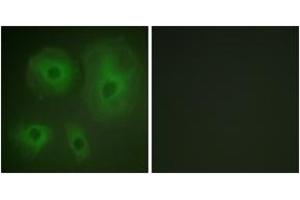 Immunofluorescence (IF) image for anti-14-3-3 theta (YWHAQ) (AA 196-245) antibody (ABIN2888753) (14-3-3 theta 抗体  (AA 196-245))