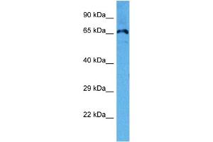 Host:  Mouse  Target Name:  KCND3  Sample Tissue:  Mouse Heart  Antibody Dilution:  1ug/ml (KCND3 抗体  (C-Term))