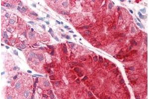 Anti-C14orf1 antibody  ABIN960744 IHC staining of human stomach. (C14orf1 抗体  (C-Term))