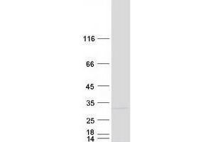 Western Blotting (WB) image for Methyl-CpG Binding Domain Protein 3-Like 1 (MBD3L1) protein (Myc-DYKDDDDK Tag) (ABIN2725577)