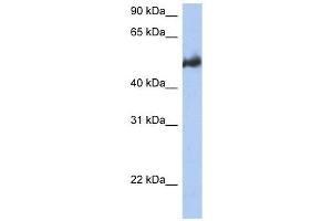 BAG3 antibody used at 1 ug/ml to detect target protein. (BAG3 抗体  (Middle Region))
