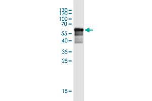 Western Blot detection against Immunogen (64. (SLFN5 抗体  (AA 1-338))