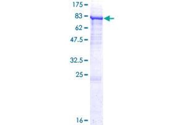 P4HA2 Protein (AA 1-533) (GST tag)