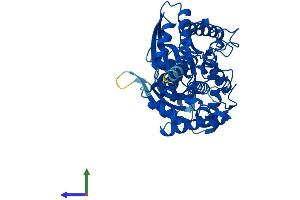 Protein Structure (PS) image for Glucokinase (Hexokinase 4) (GCK) (AA 1-465) protein (His tag) (ABIN7563420)