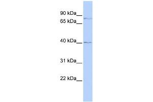 WB Suggested Anti-ZNF214 Antibody Titration:  0. (ZNF214 抗体  (N-Term))