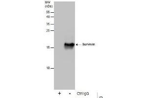 IP Image Immunoprecipitation of Survivin protein from 293T whole cell extracts using 5 μg of Survivin antibody, Western blot analysis was performed using Survivin antibody, EasyBlot anti-Rabbit IgG  was used as a secondary reagent. (Survivin 抗体)