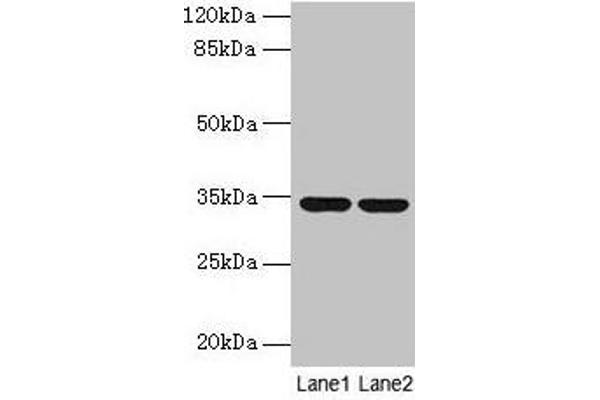 MRPL19 抗体  (AA 1-292)