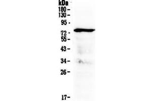 Western blot analysis of MAVS using anti-MAVS antibody . (MAVS 抗体  (AA 34-96))