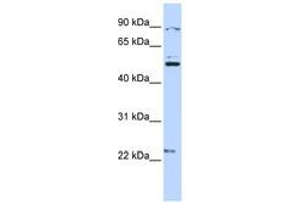 Membrane transport protein XK (XK) (AA 108-157) 抗体