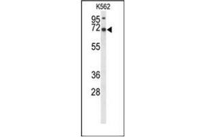 Western blot analysis of LRRC4 Antibody (C-term) in K562 cell line lysates (35ug/lane). (LRRC4 抗体  (C-Term))
