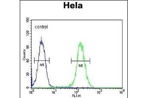 FOXL2 Antibody (N-term) (ABIN654125 and ABIN2844000) flow cytometric analysis of Hela cells (right histogram) compared to a negative control cell (left histogram). (FOXL2 抗体  (N-Term))