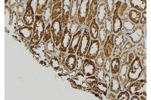 ABIN6278957 at 1/100 staining Mouse kidney tissue by IHC-P. (WNT8A 抗体  (Internal Region))