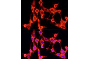 Immunofluorescence analysis of NIH/3T3 cells using GCH1 Rabbit pAb (ABIN7267525) at dilution of 1:100 (40x lens). (GCH1 抗体  (AA 1-250))