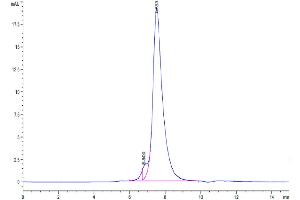Size-exclusion chromatography-High Pressure Liquid Chromatography (SEC-HPLC) image for Killer Cell Lectin-Like Receptor Subfamily C, Member 2 (KLRC2) (AA 98-231) protein (Fc Tag) (ABIN7275336)