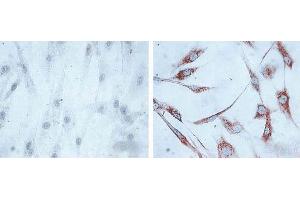 Immunocytochemistry/Immunofluorescence analysis using Mouse Anti-Hsp60 Monoclonal Antibody, Clone LK1, . (HSPD1 抗体  (PE))