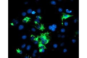 Image no. 3 for anti-Tripartite Motif Containing 9 (TRIM9) (AA 284-669) antibody (ABIN1491325) (TRIM9 抗体  (AA 284-669))