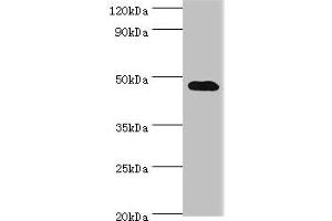 Western blot All lanes: SYT4 antibody at 4 μg/mL + Mouse brain tissue Secondary Goat polyclonal to rabbit IgG at 1/10000 dilution Predicted band size: 48, 47 kDa Observed band size: 48 kDa