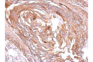 IHC-P Image Immunohistochemical analysis of paraffin-embedded mouse brain, using EDG1, antibody at 1:500 dilution.