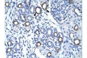 Image no. 1 for anti-Transmembrane Protein 259 (TMEM259) (AA 262-311) antibody (ABIN202454) (Membralin 抗体  (AA 262-311))
