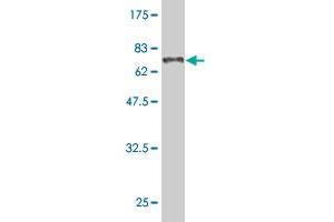 Western Blotting (WB) image for anti-Nuclear Receptor Subfamily 1, Group H, Member 3 (NR1H3) (AA 1-387) antibody (ABIN523437)