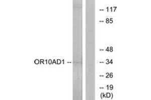 Western Blotting (WB) image for anti-Olfactory Receptor, Family 10, Subfamily AD, Member 1 (OR10AD1) (AA 141-190) antibody (ABIN2890914) (OR10AD1 抗体  (AA 141-190))