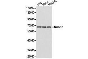 Western Blotting (WB) image for anti-NUAK Family, SNF1-Like Kinase, 2 (NUAK2) antibody (ABIN1873980)