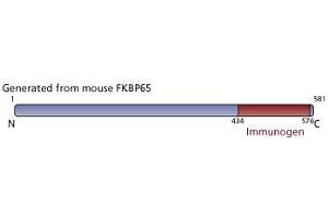 Image no. 3 for anti-FK506 Binding Protein 10, 65 KDa (FKBP10) (AA 434-576) antibody (ABIN968087) (FKBP10 抗体  (AA 434-576))