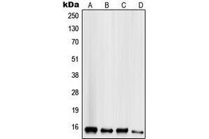 Western blot analysis of Mammaglobin B expression in HeLa (A), HepG2 (B), MCF7 (C), MDAMB435 (D) whole cell lysates. (SCGB2A1 抗体  (N-Term))